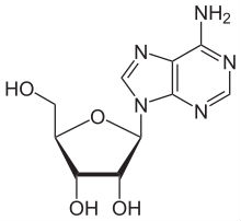 Adenosine.jpg