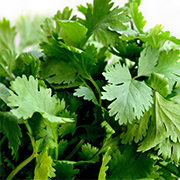 Cilantro.png