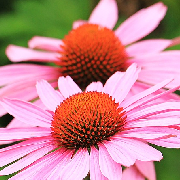 Echinacea.jpg