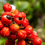 Guarana.jpg