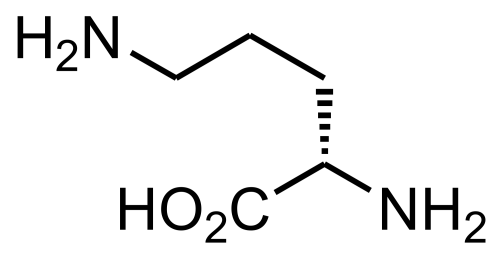 L-Ornithine.jpg