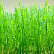 Wheatgrass.jpg