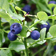 bilberry.jpg