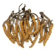 cordyceps.jpg