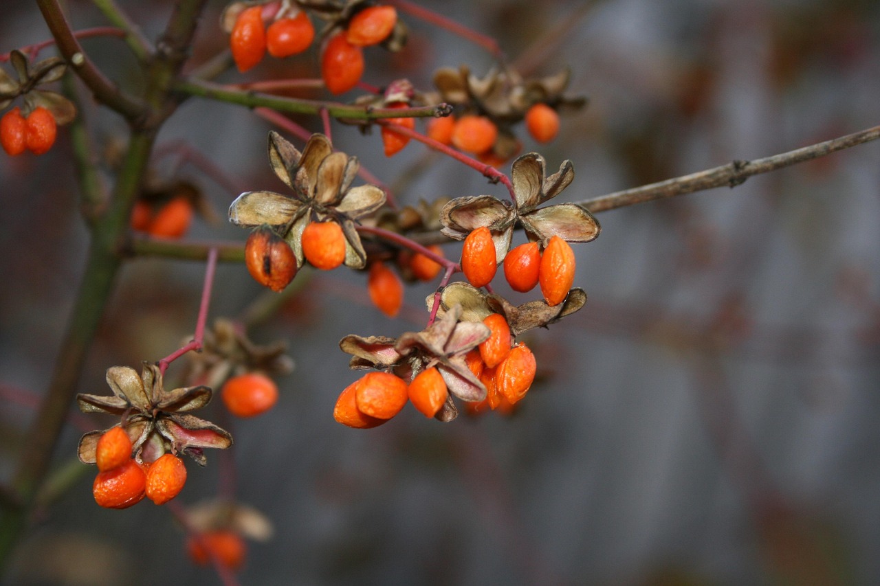 goji-berries-7419975_1280.jpg