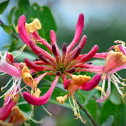 honeysuckle.jpg