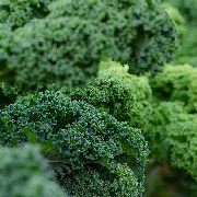 kale.jpg