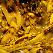 kelp.jpg