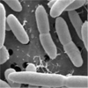 l.acidophilus.jpg