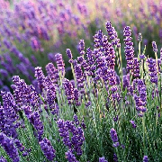 lavender.jpg