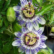 passionflower.jpg