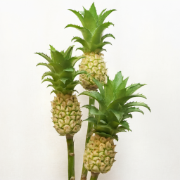 pineapple_stem.png