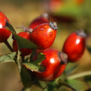 rosehips.jpg