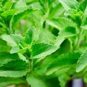 stevia.jpg