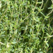 thyme.jpg