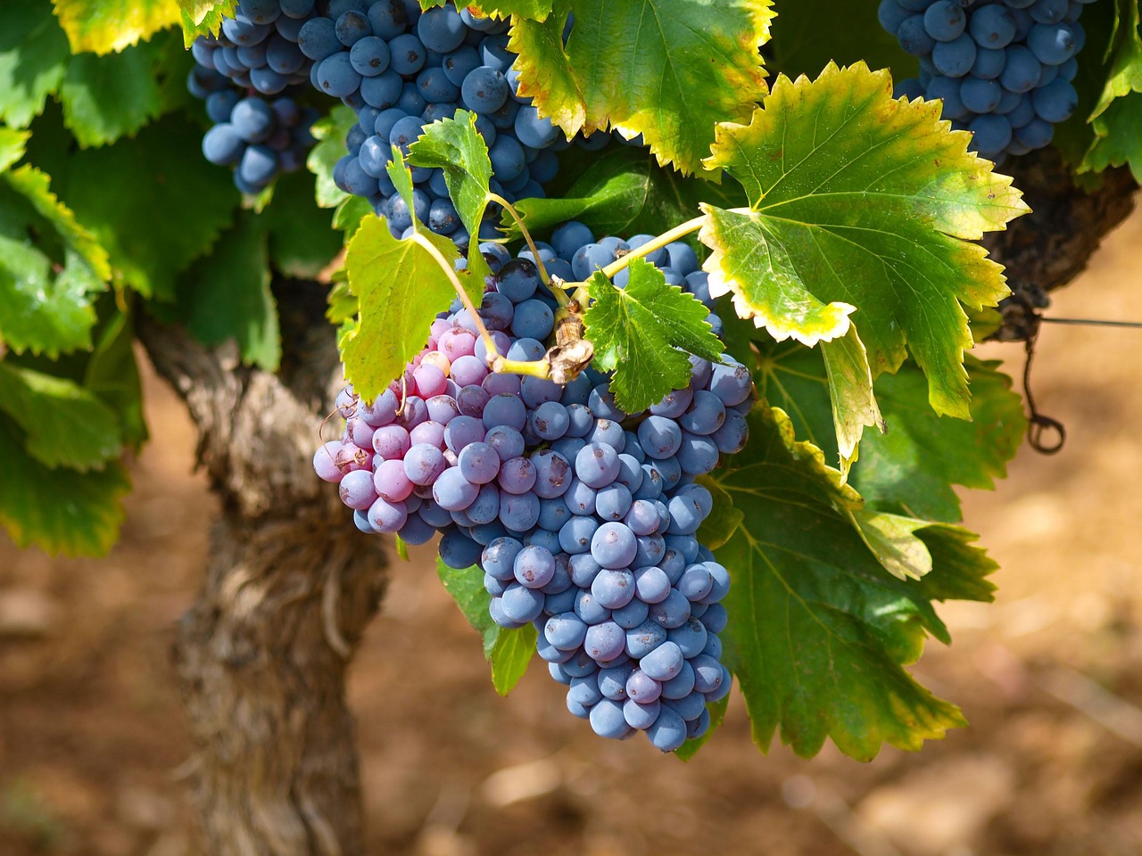 vines-1747224_1280.jpg