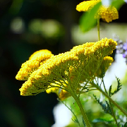 yarrow.jpg